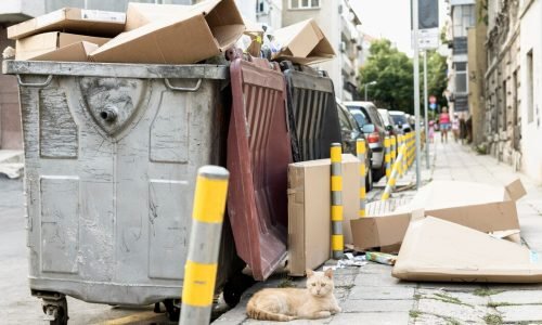 cute-cat-sitting-rubbish-bin-outdoors_23-2148666769