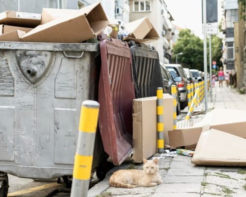 cute-cat-sitting-rubbish-bin-outdoors_23-2148666769