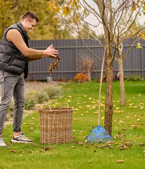 Leaves, basket. Smiling young adult man standing sideways to camera sprinkling leaves in wicker basket on green lawn in garden on autumn day
